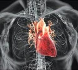 Kardiovaskularni sistem - Dr Vorobjev