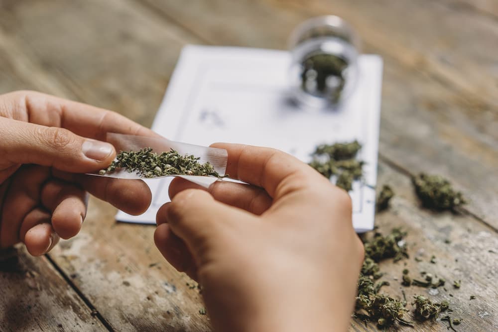 A cannabis addict rolls marijuana to smoke and abuse.
