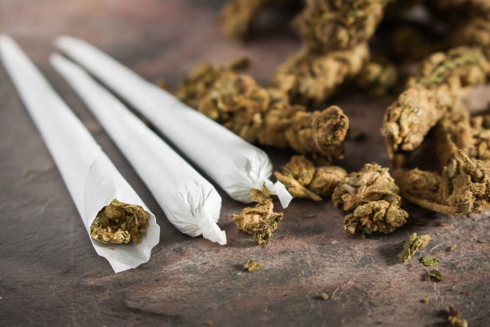 Marijuana is rolled up in smoking paper for eventual abuse by cannabis addicts.